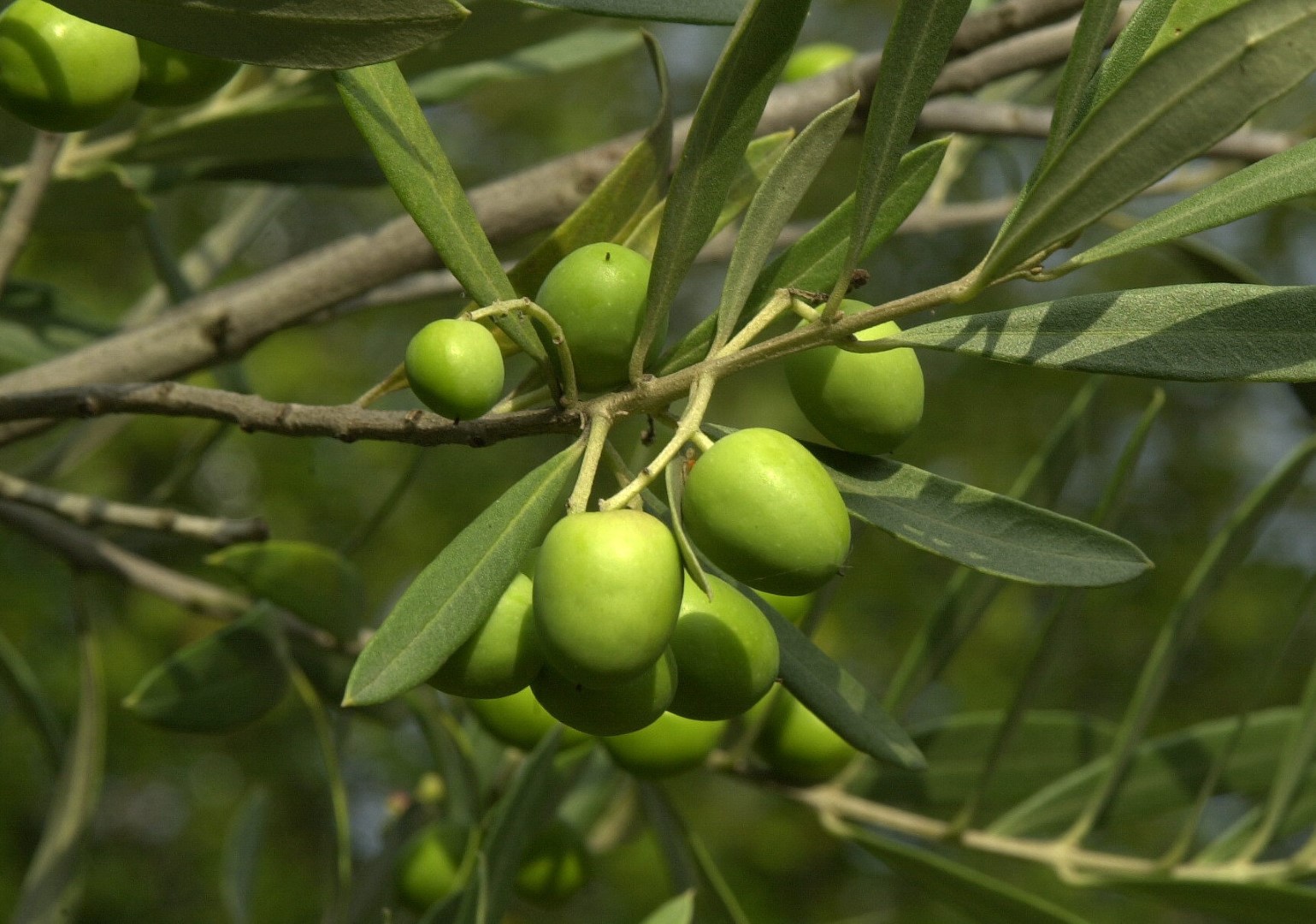 Olive
