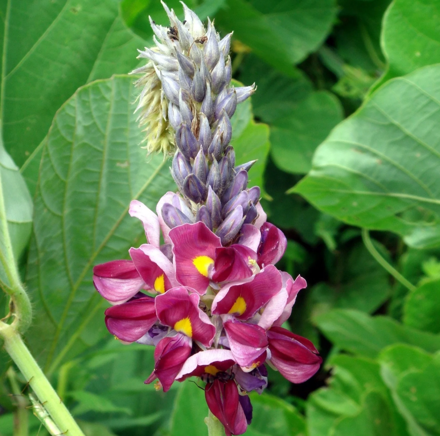 Kudzu